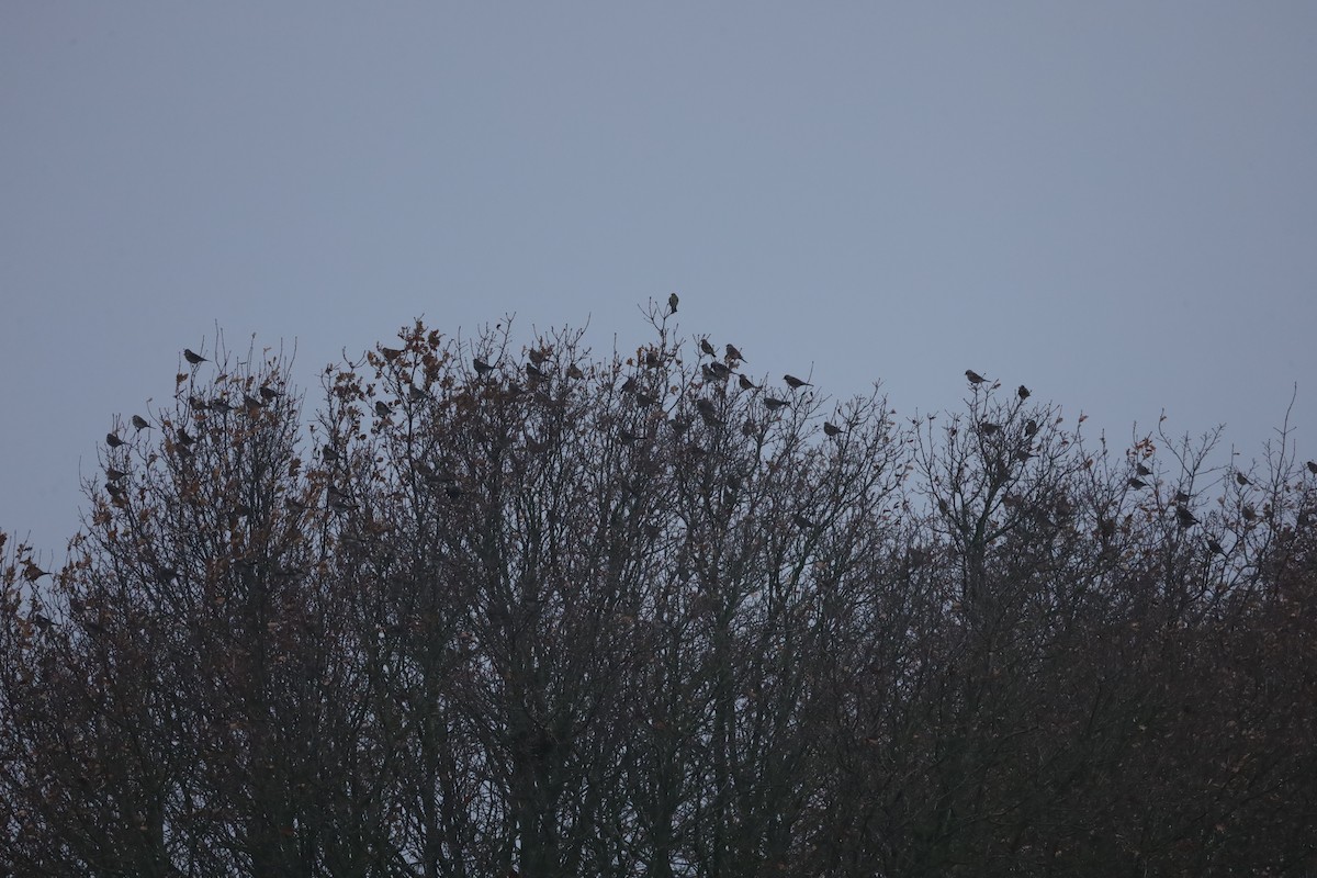 drozd kvíčala - ML646418662