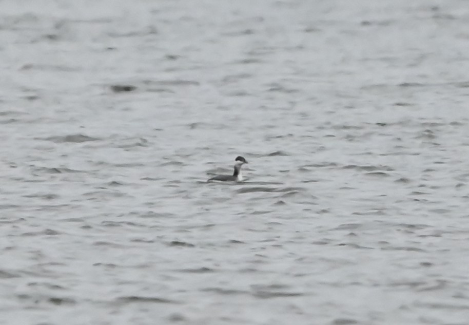 Kulaklı Batağan - ML646418663