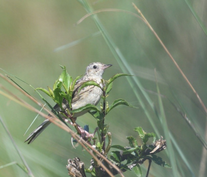 Yellowish Pipit - ML646418667