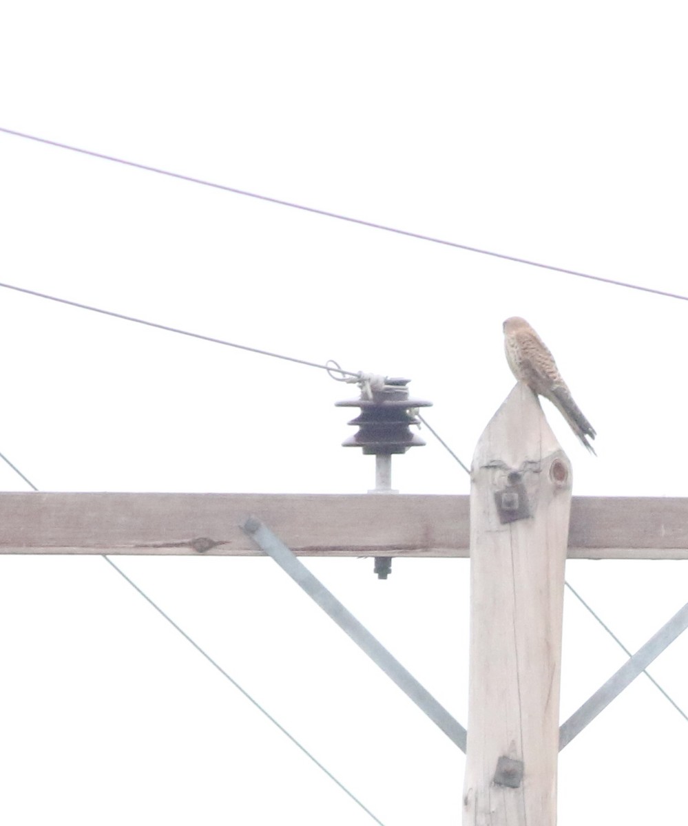 Eurasian Kestrel - ML646418669