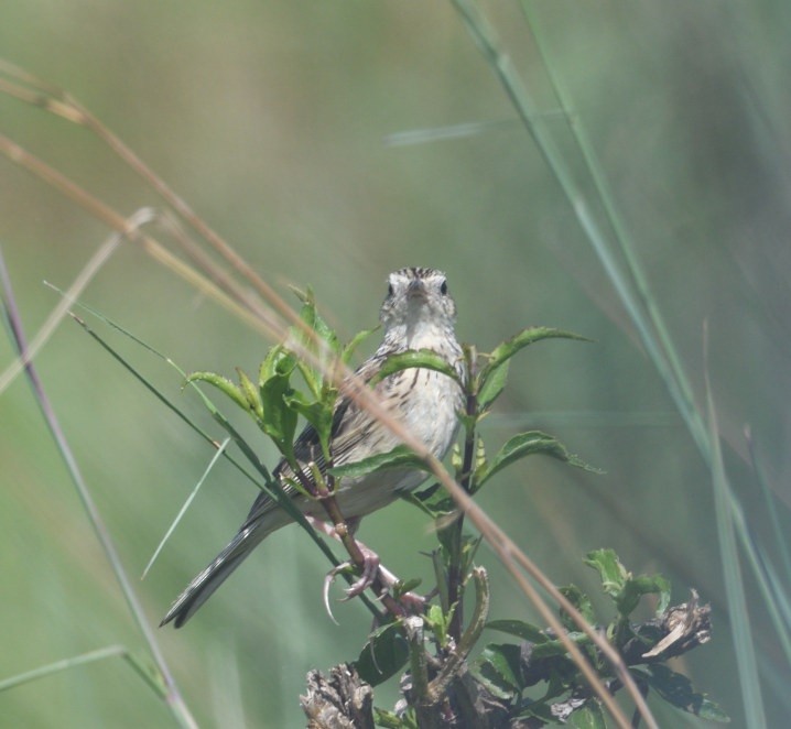 Yellowish Pipit - ML646418672
