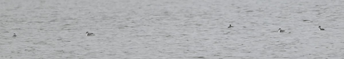 Kulaklı Batağan - ML646418678