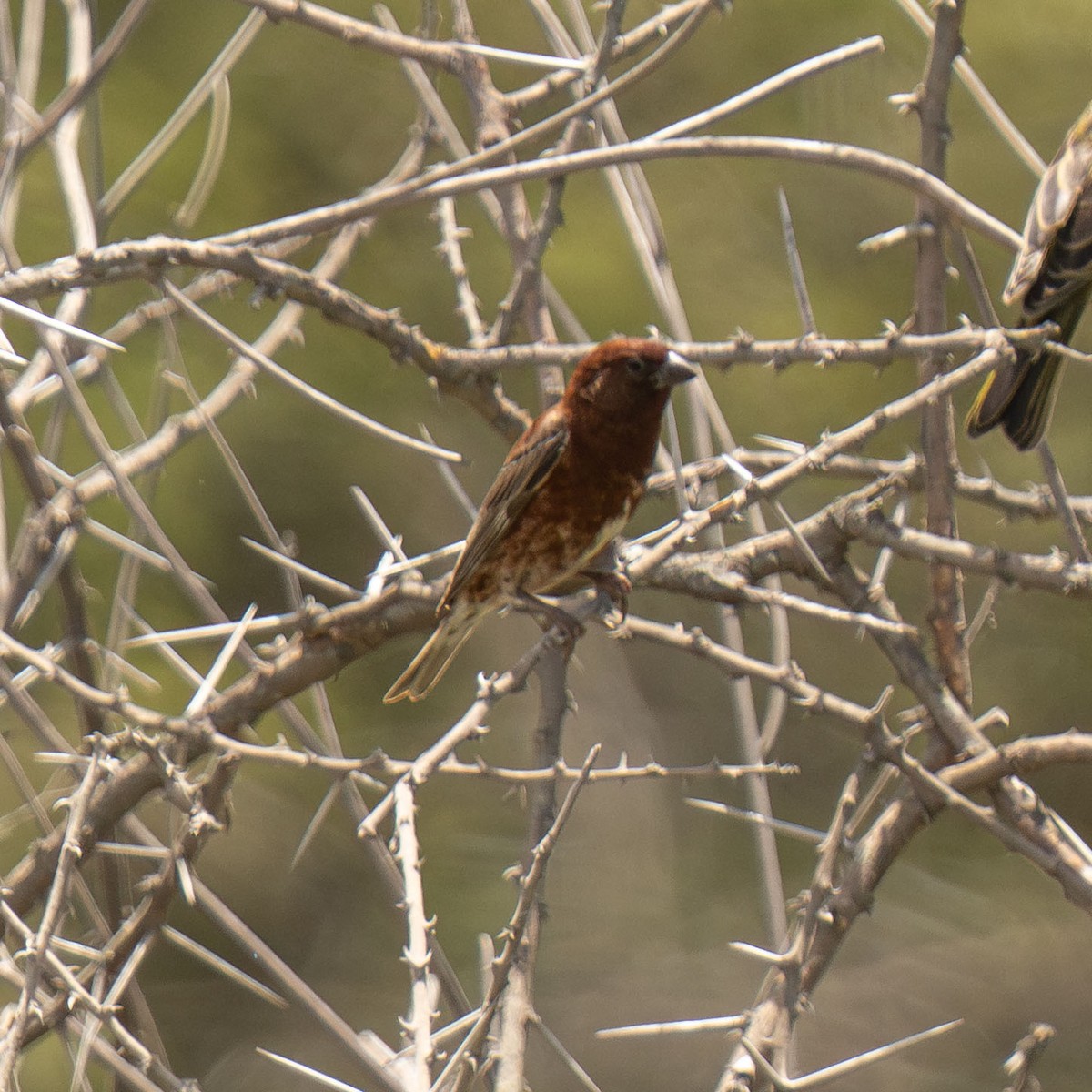 Chestnut Sparrow - ML646418680