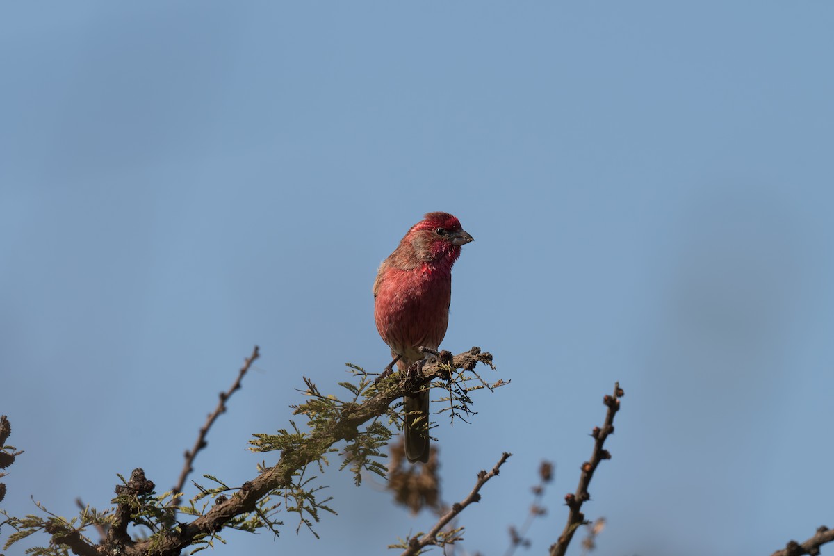 House Finch - ML646418681