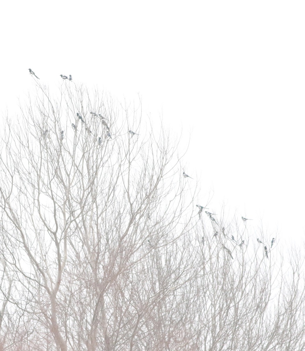 Eurasian Magpie - ML646418683