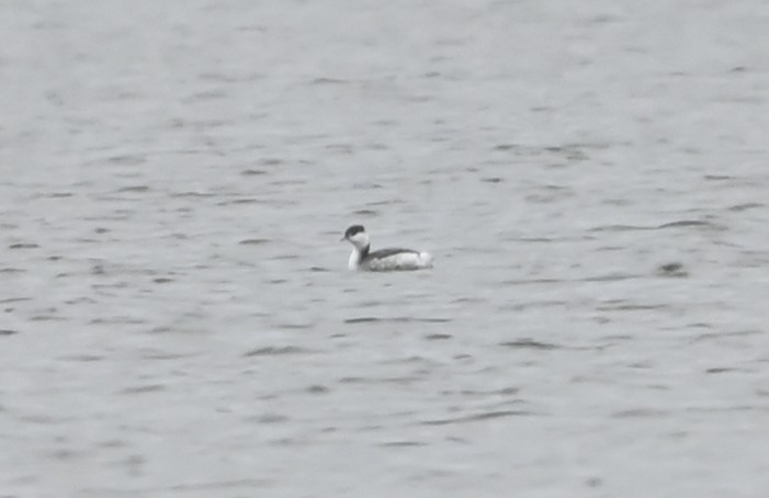 Kulaklı Batağan - ML646418684