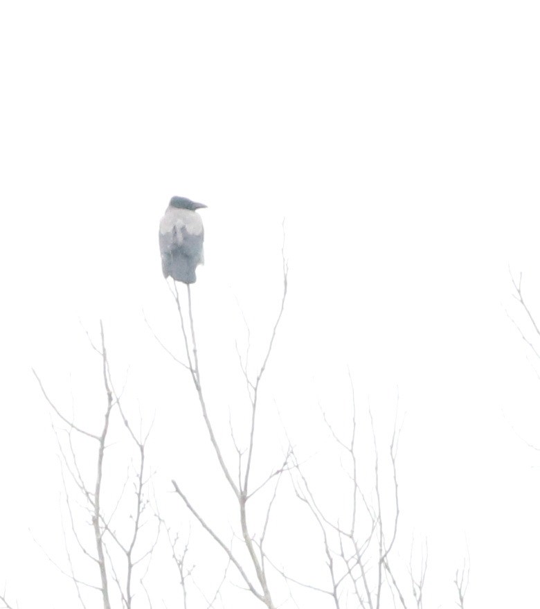 Hooded Crow - ML646418687