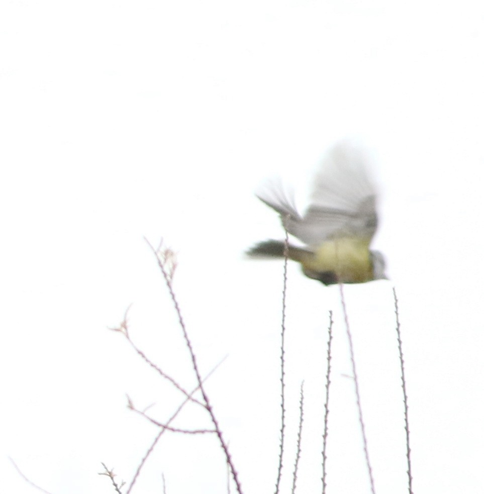 Eurasian Blue Tit - ML646418690