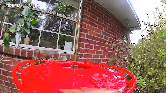 Rufous Hummingbird - ML646418697