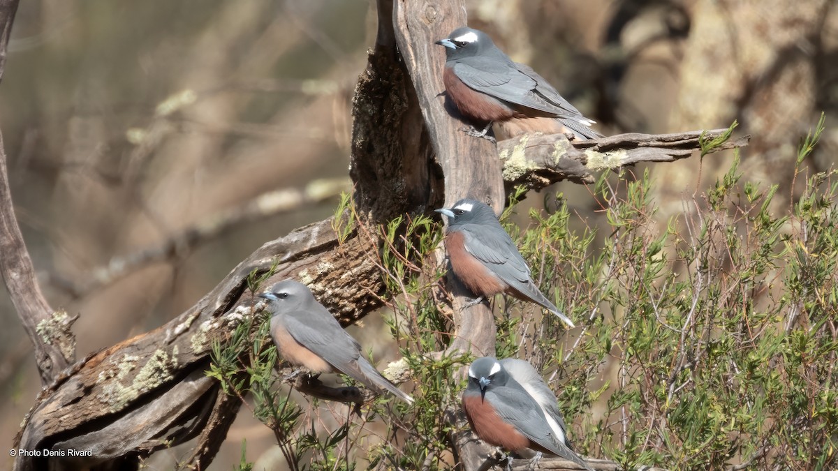 White-browed Woodswallow - ML646418698