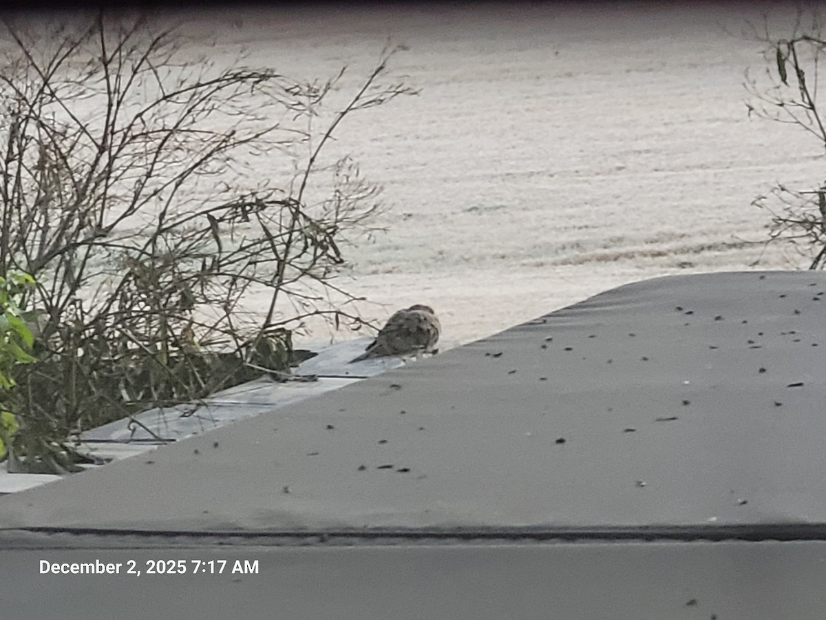 Mourning Dove - ML646418699