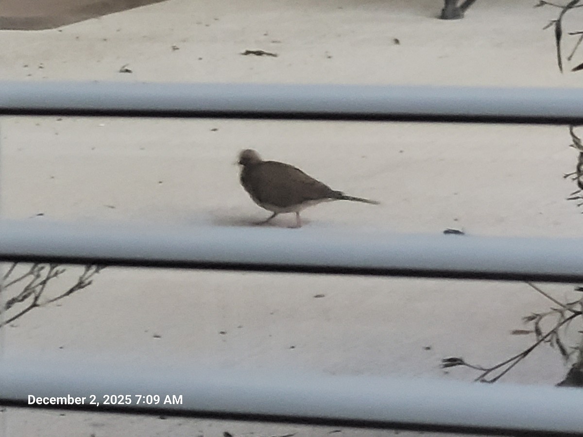 Mourning Dove - ML646418700