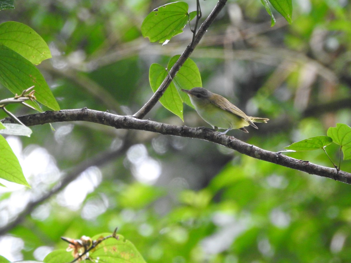 Yellow-green Vireo - ML646418701