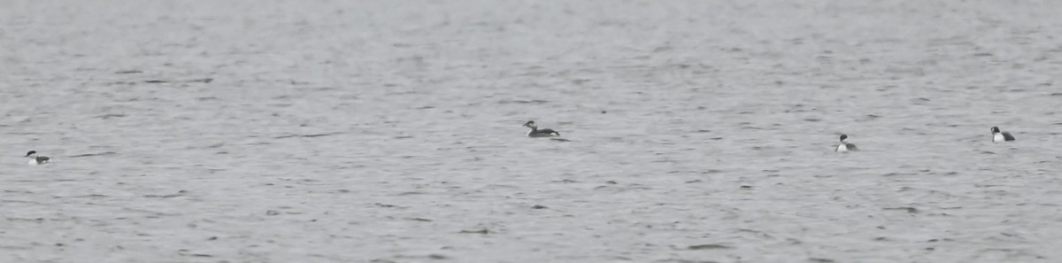 Kulaklı Batağan - ML646418702