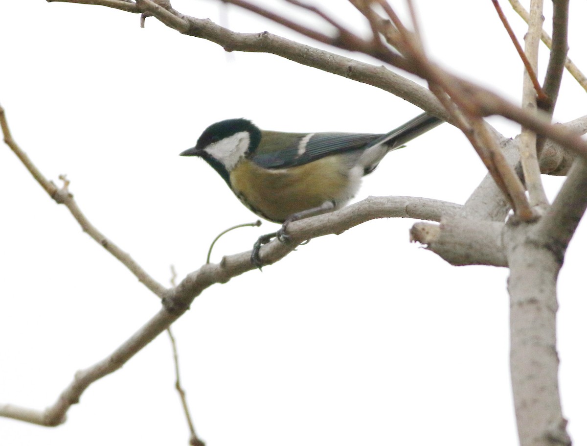 Great Tit - ML646418703