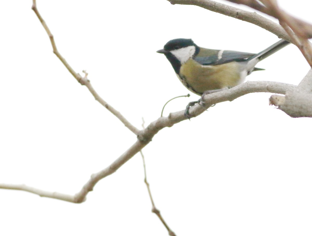 Great Tit - ML646418704