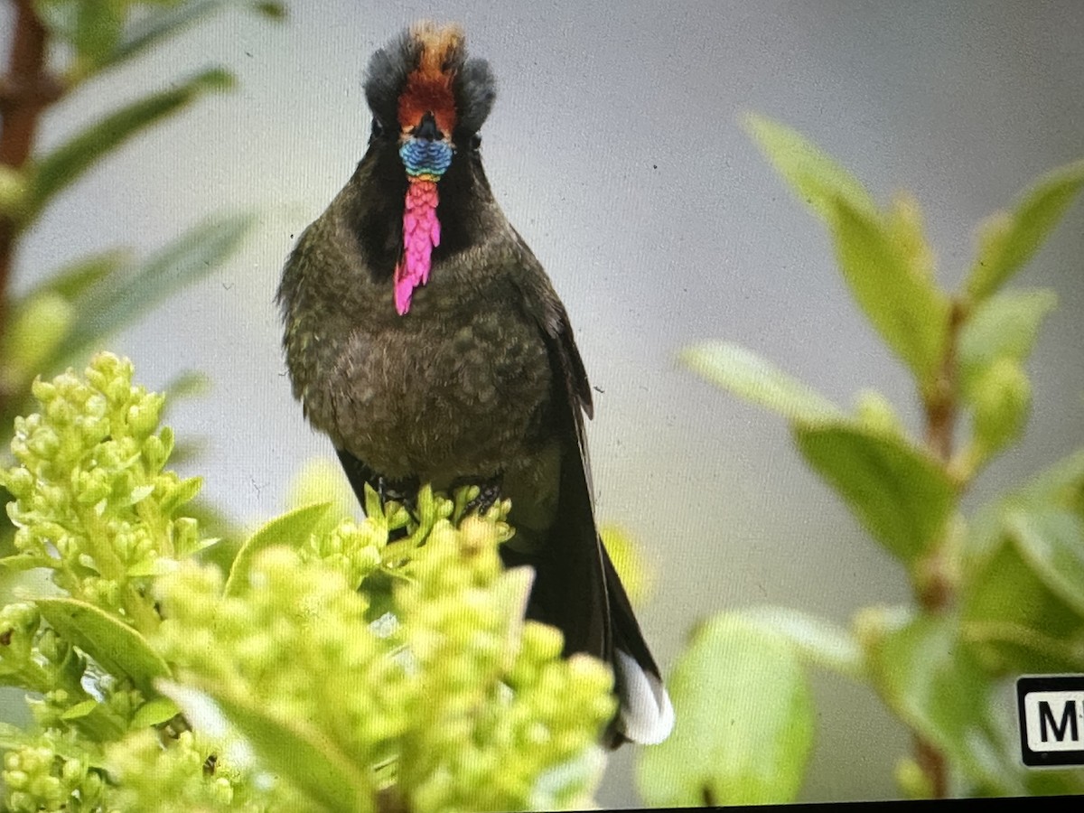 ニジイロコバシハチドリ - ML646418708