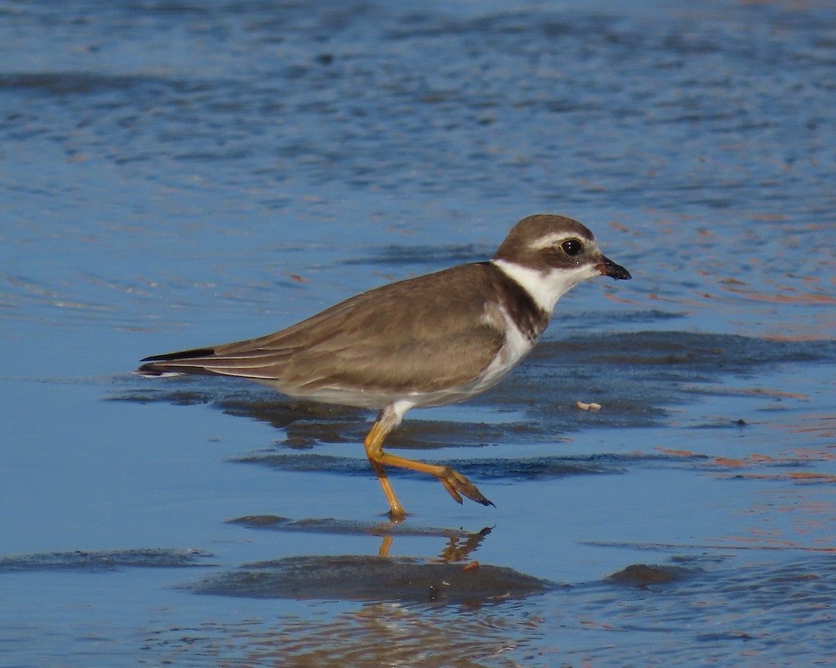 Semipalmated Plover - ML646418709