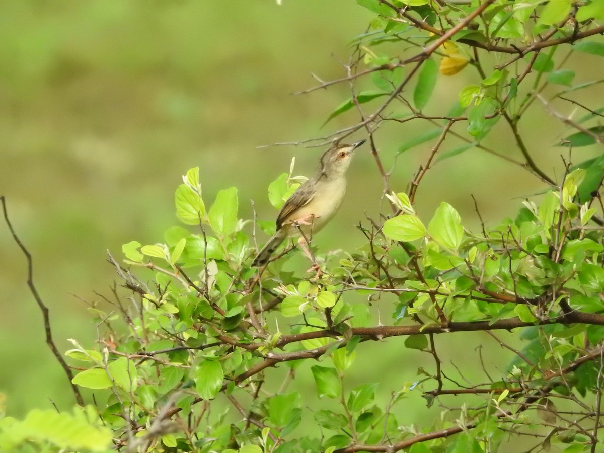Prinia Sencilla - ML646418712