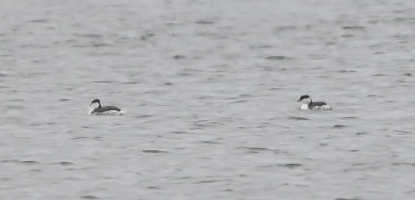 Kulaklı Batağan - ML646418714