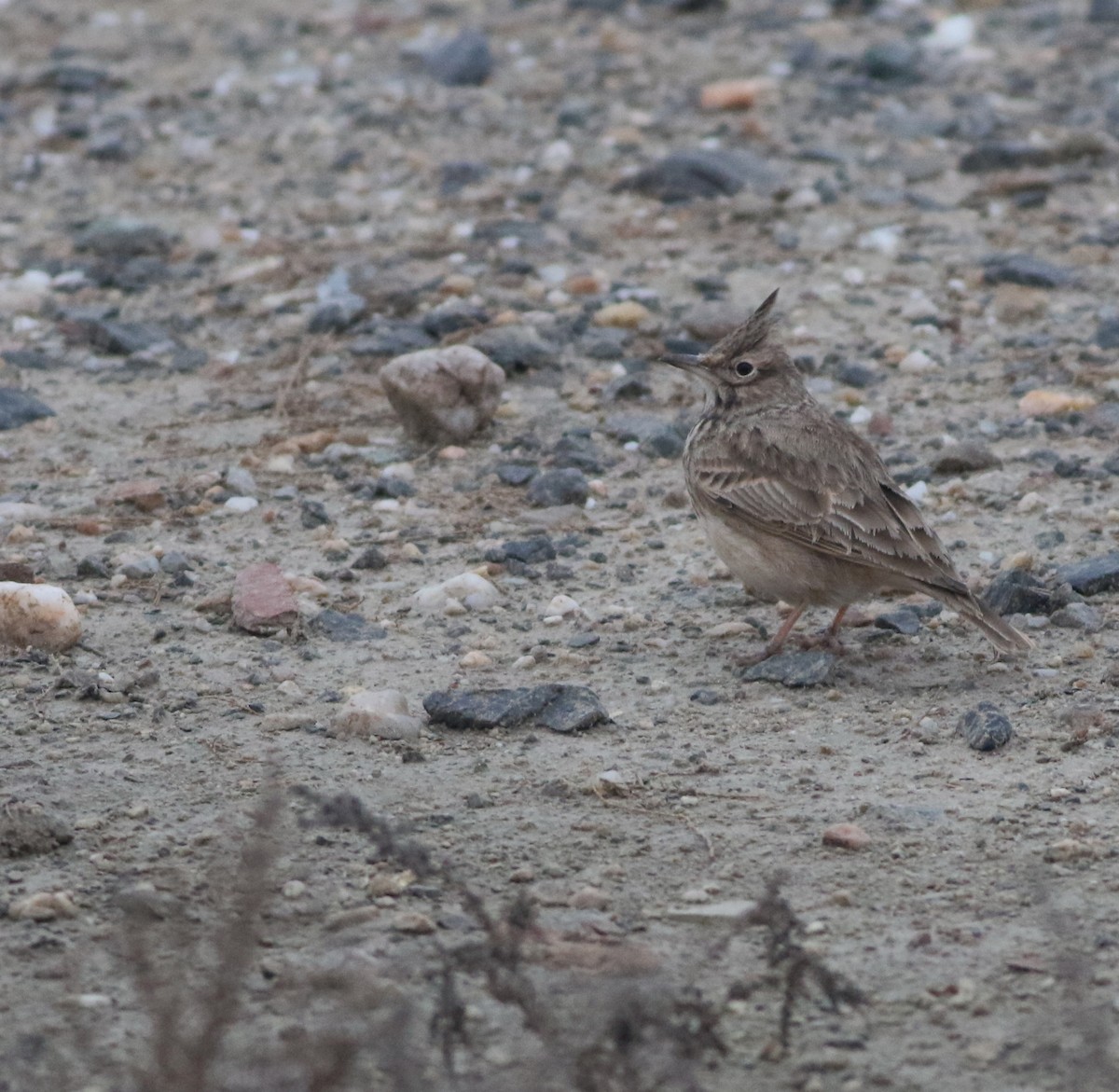 topplerke - ML646418715