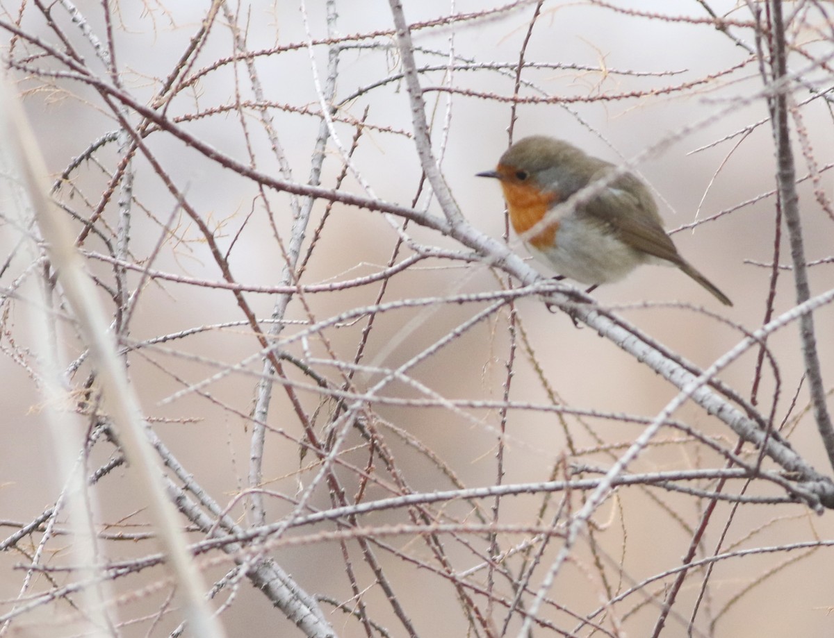 European Robin - ML646418717