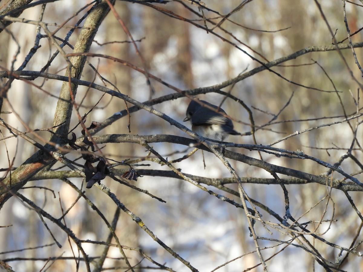 gråduskmeis - ML646418718