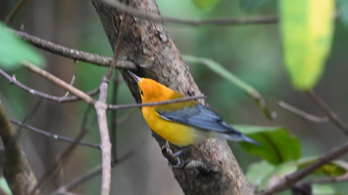 Prothonotary Warbler - ML646418719