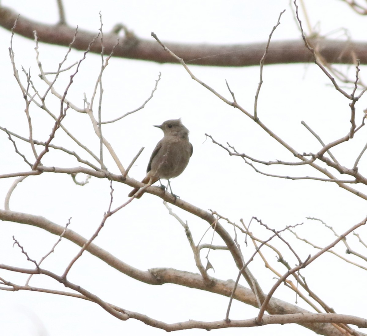 Black Redstart - ML646418722