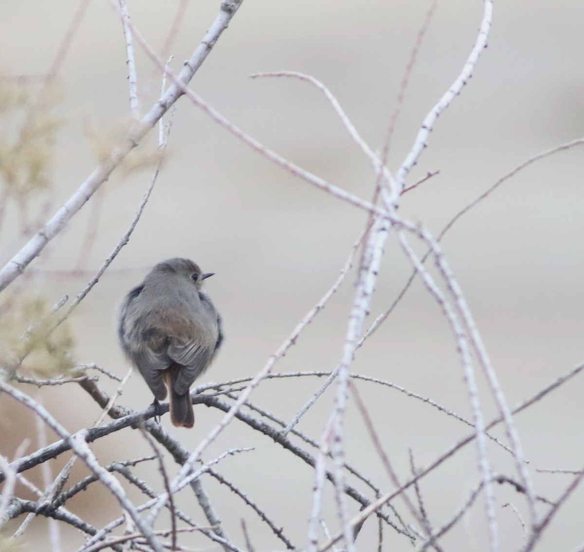 Black Redstart - ML646418723