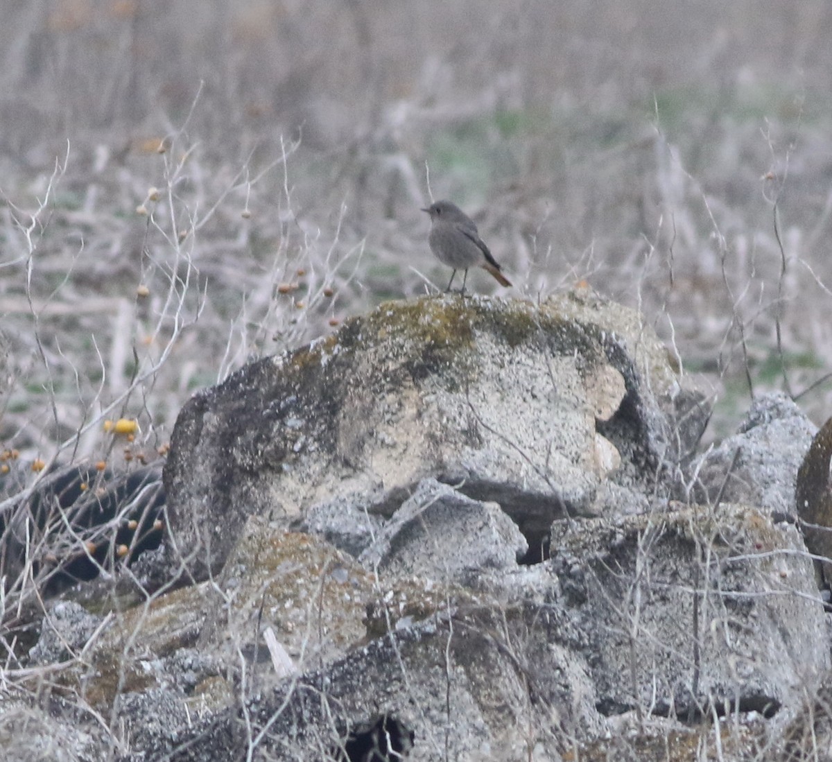 Black Redstart - ML646418724