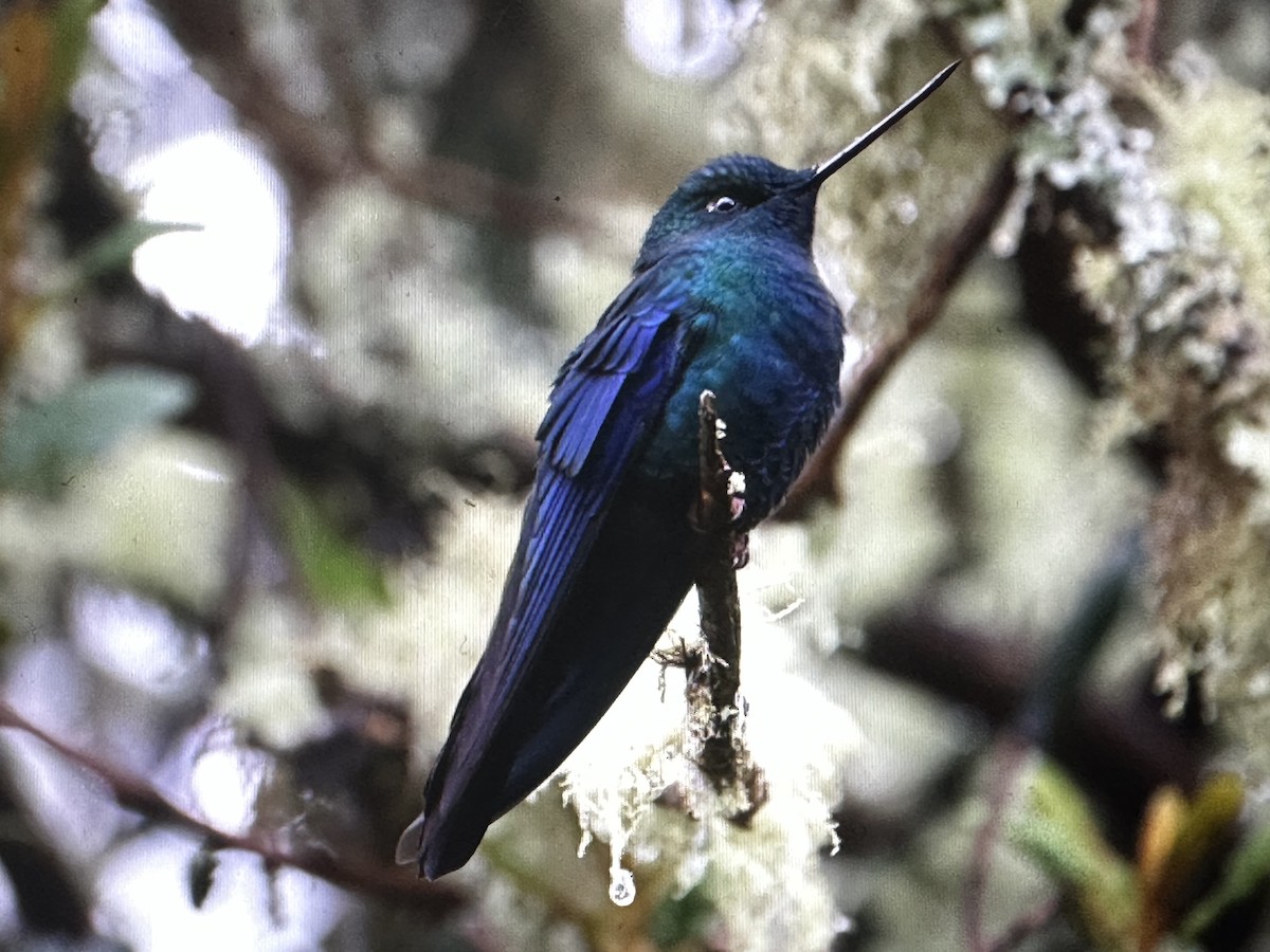 ルリバネハチドリ - ML646418725