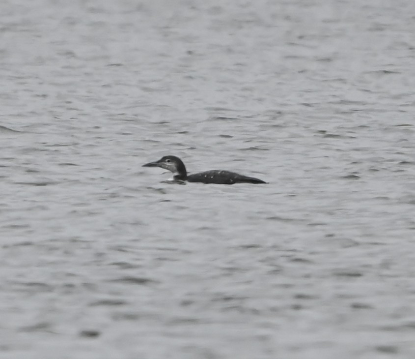 Buz Dalgıcı - ML646418726