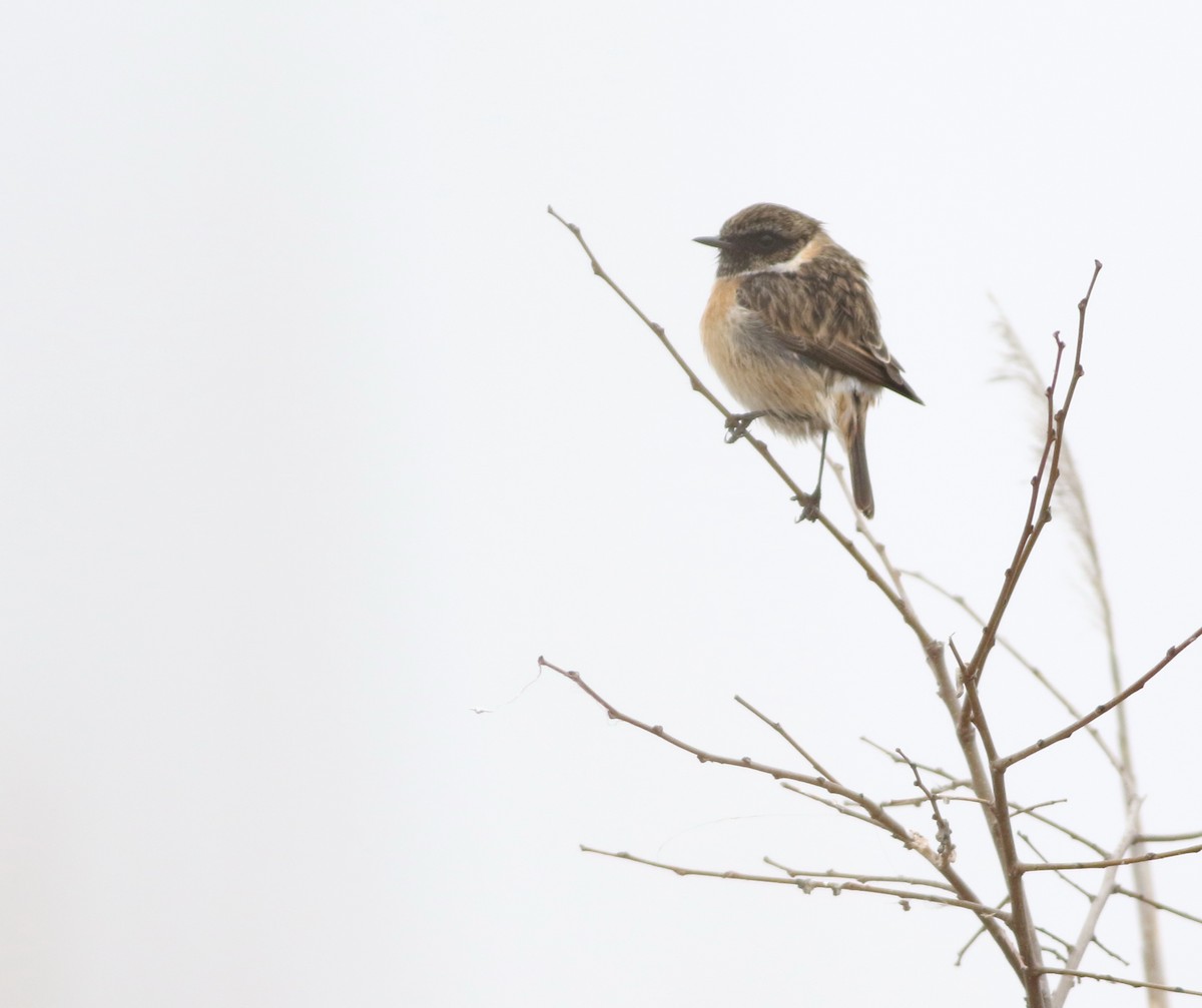 European Stonechat - ML646418728