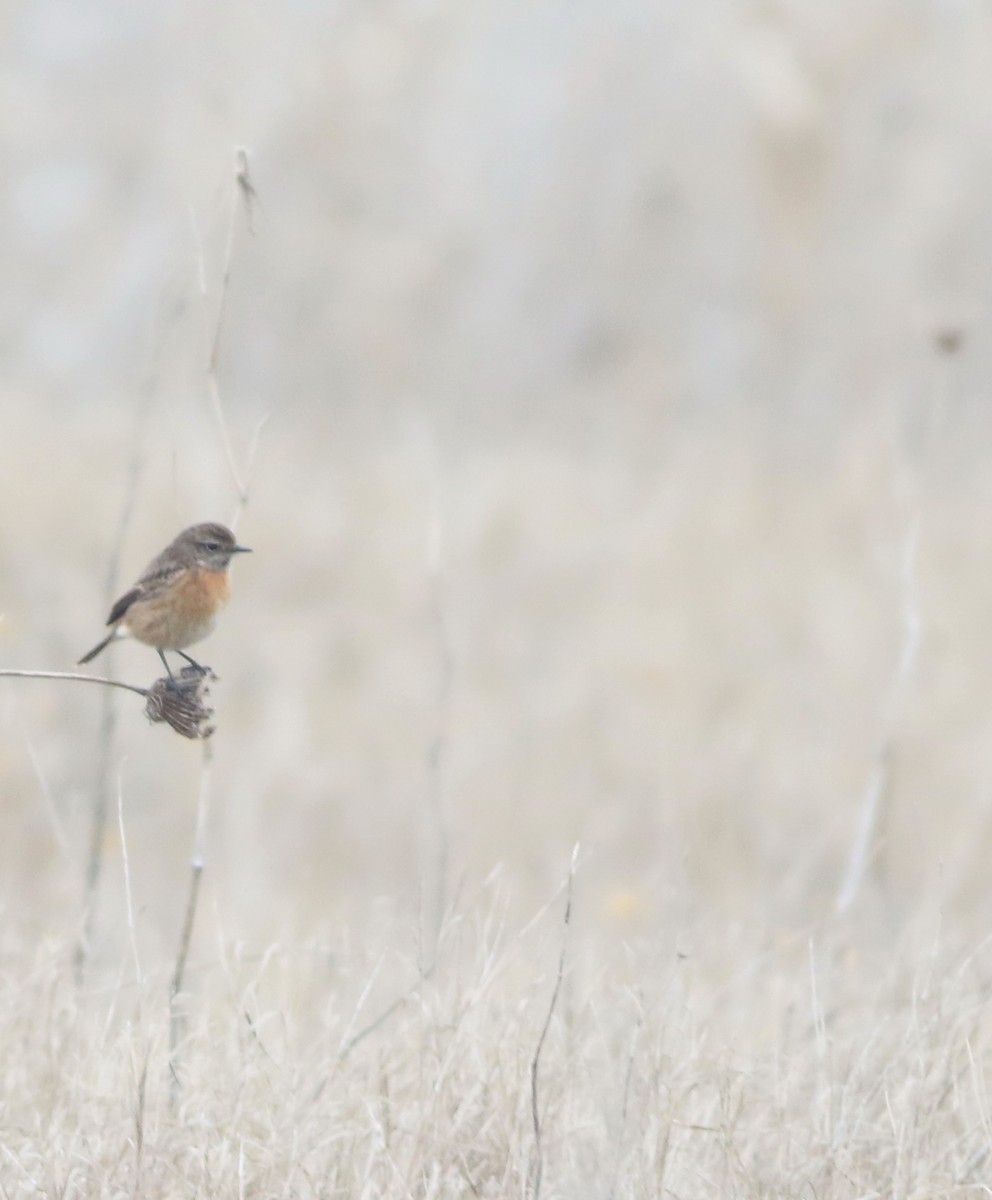 European Stonechat - ML646418729
