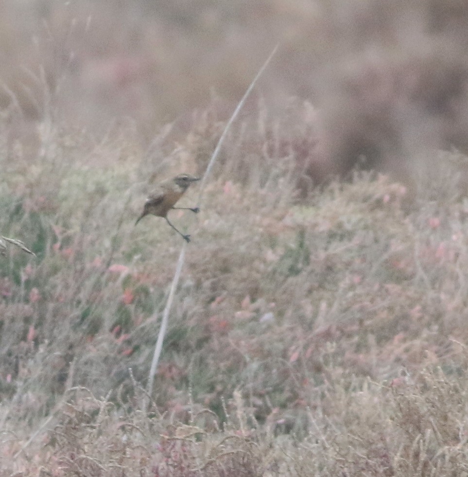 European Stonechat - ML646418730