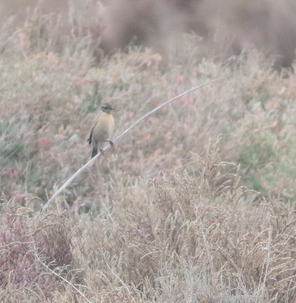 European Stonechat - ML646418731