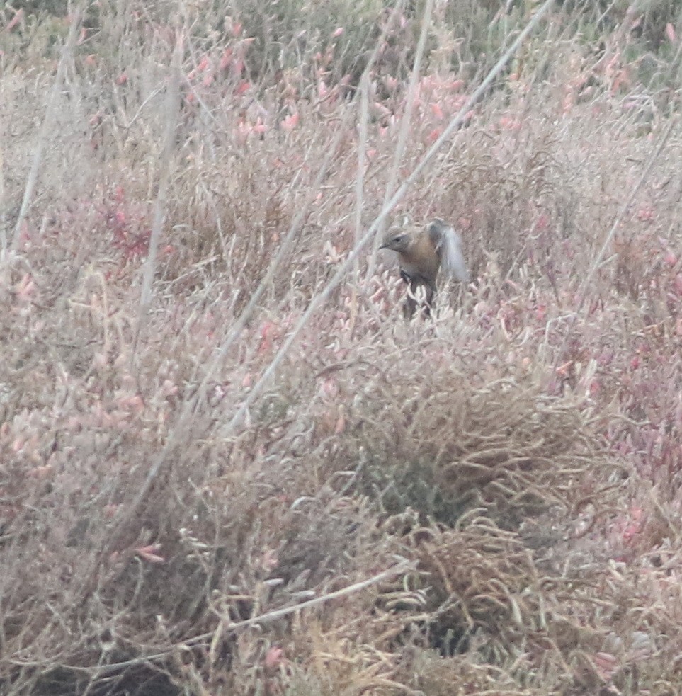 European Stonechat - ML646418732