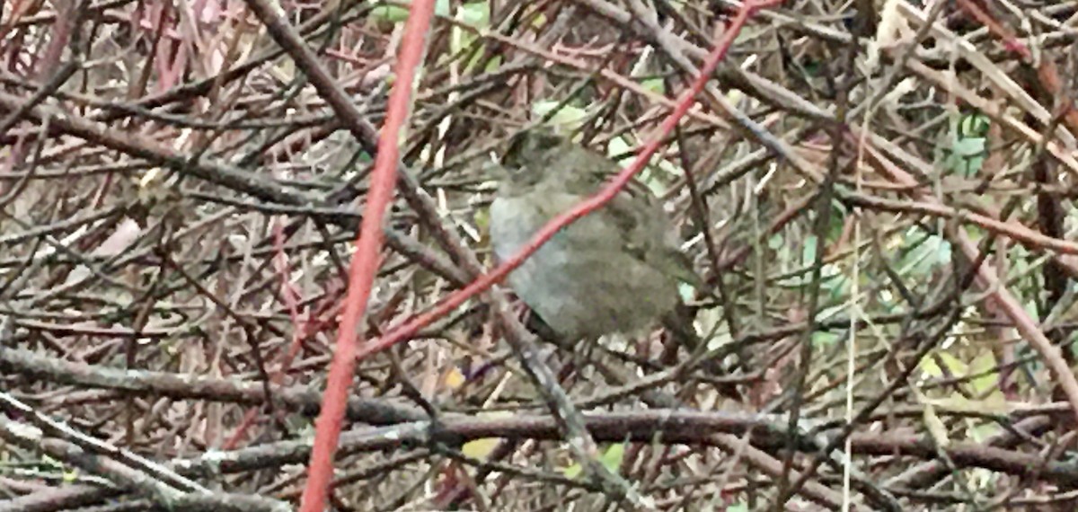 Golden-crowned Sparrow - ML646418733