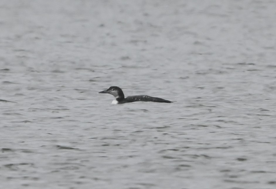 Buz Dalgıcı - ML646418734