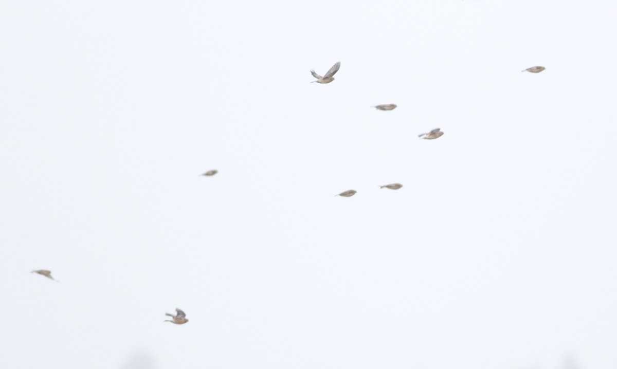 Eurasian Linnet - ML646418738