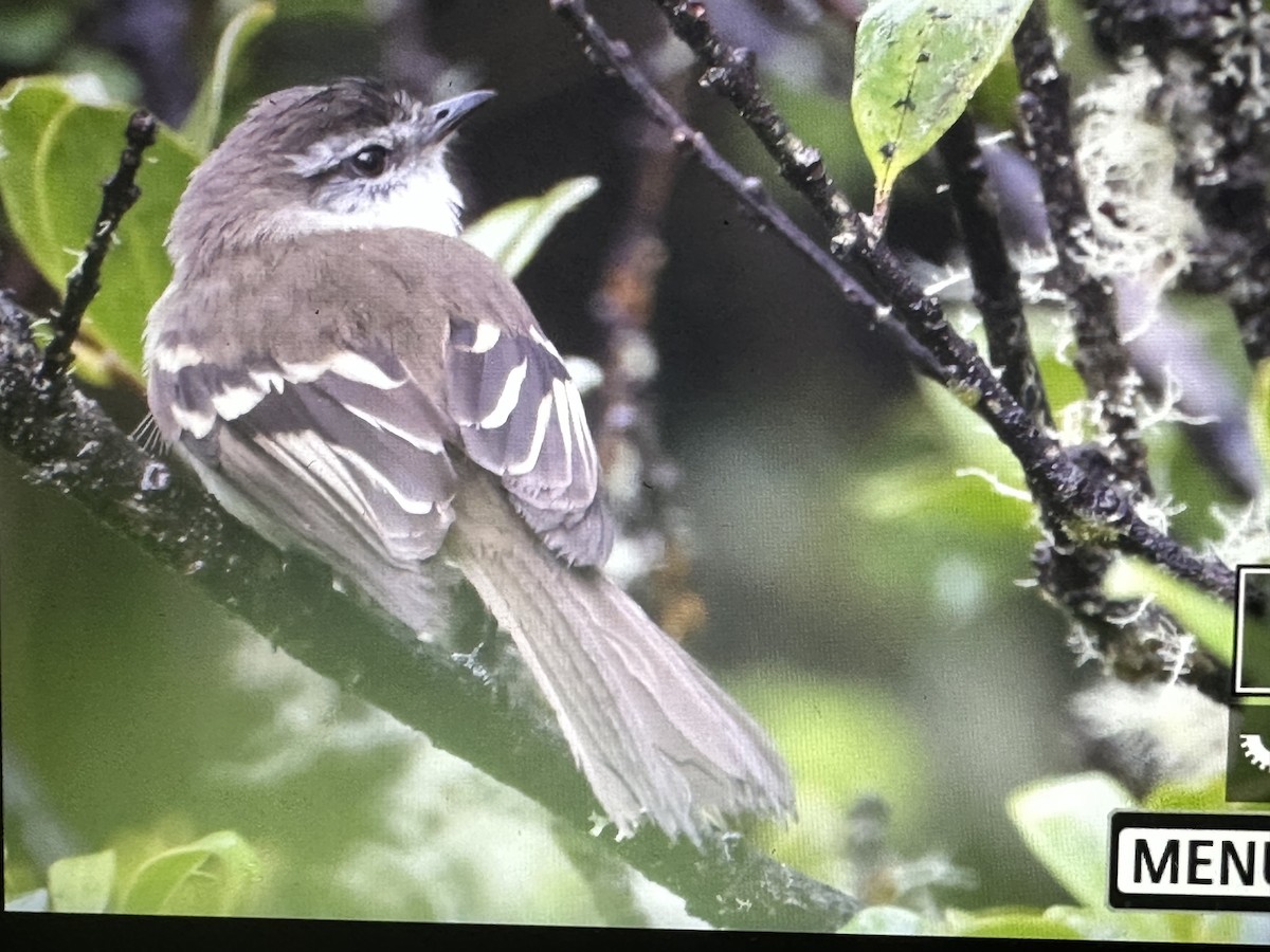 フタスジタイランチョウ - ML646418740