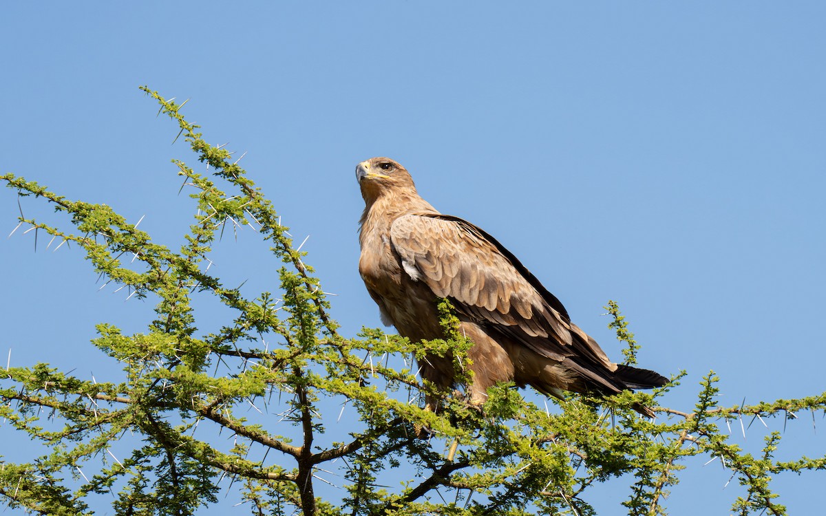 Tawny Eagle - ML646418741