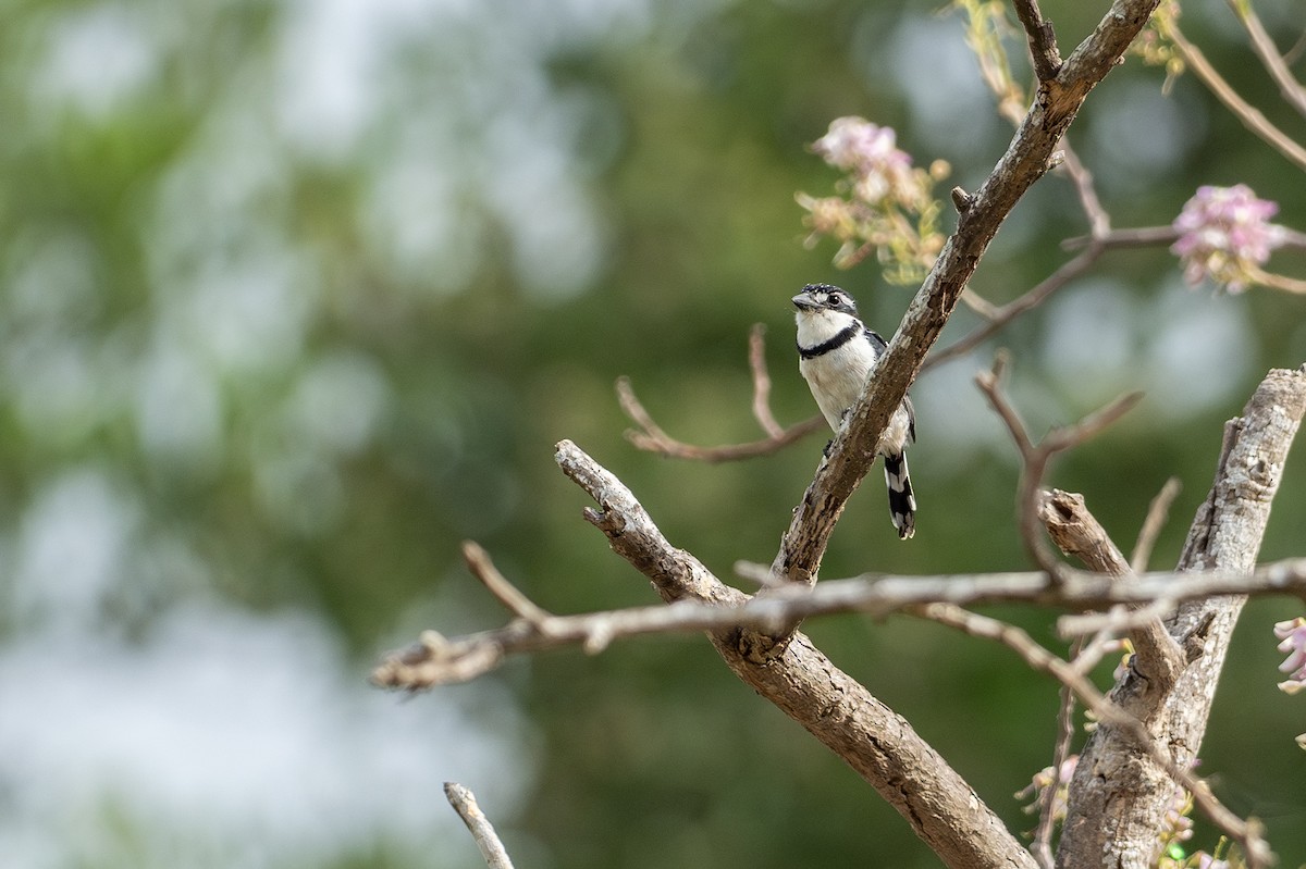 Pied Puffbird - ML646418743
