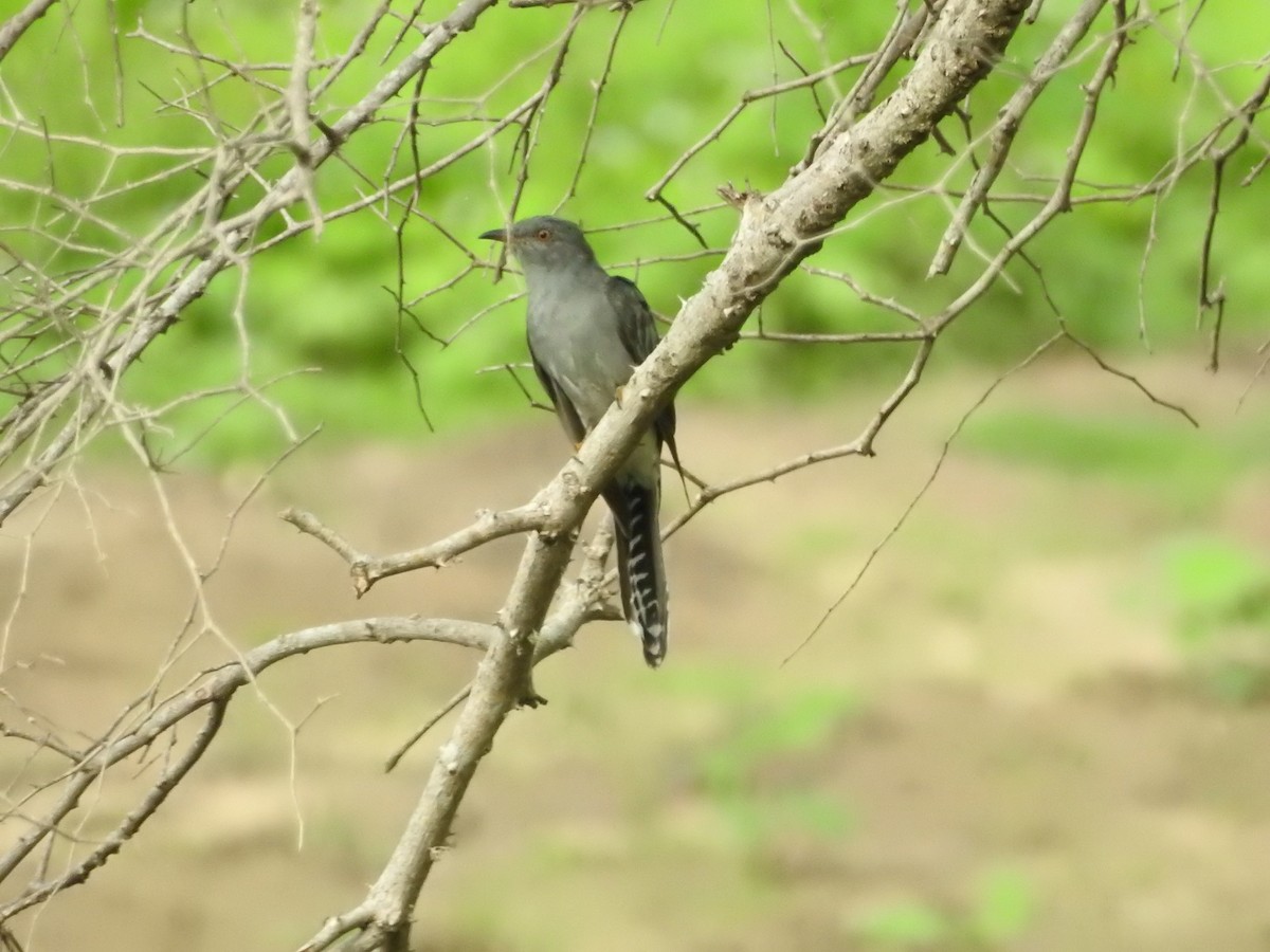 Coucou à tête grise - ML646418744