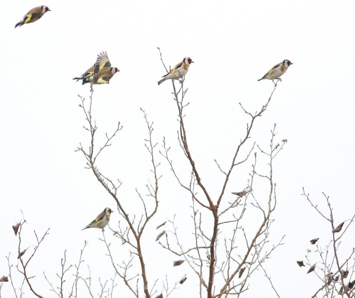 European Goldfinch - ML646418745