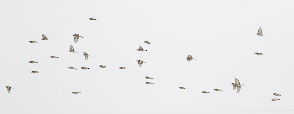 European Goldfinch - ML646418746