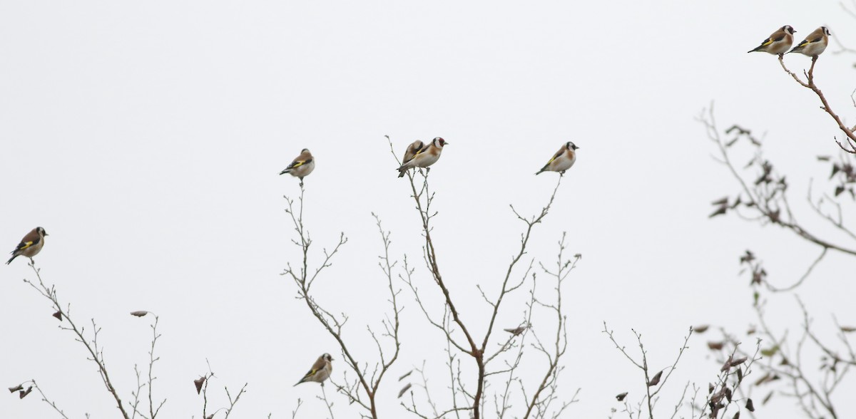 European Goldfinch - ML646418747