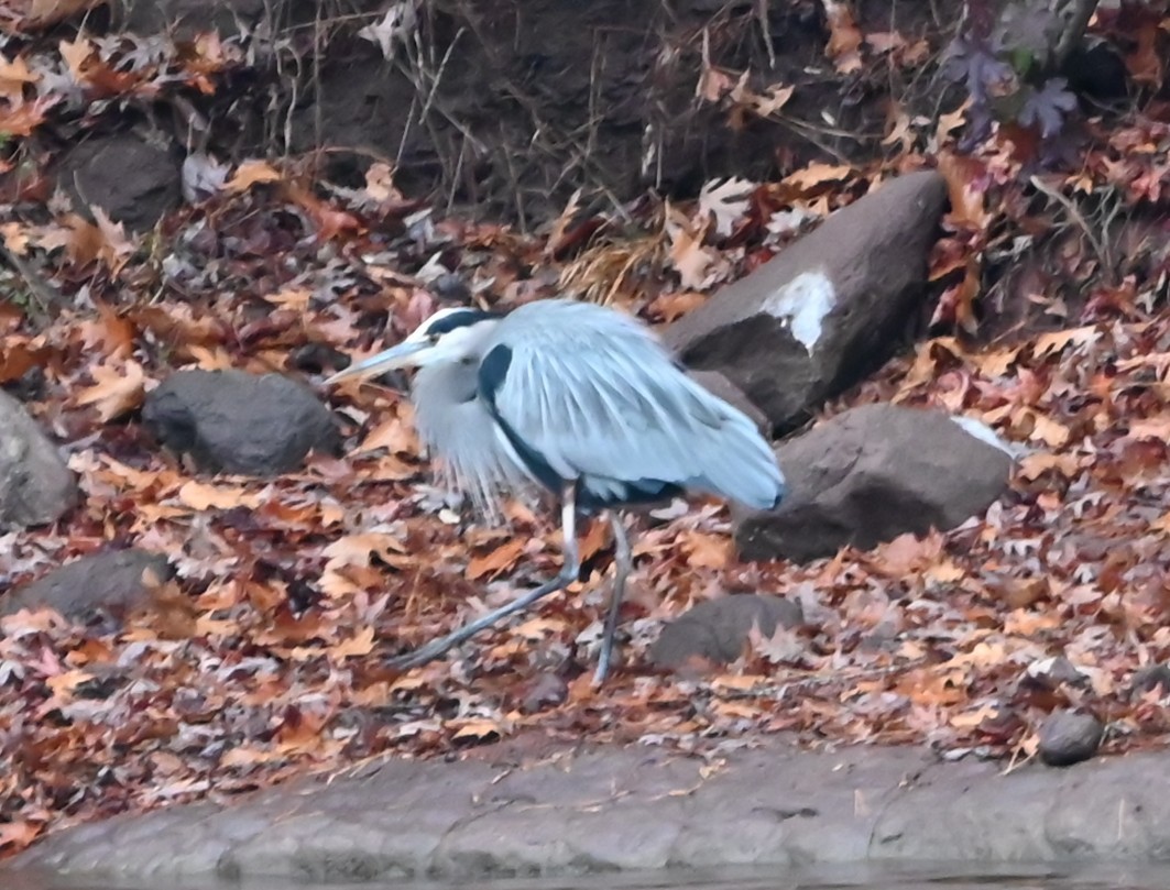 Amerika Gri Balıkçılı - ML646418749