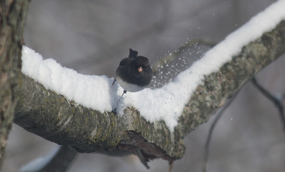 Dark-eyed Junco - ML646418761